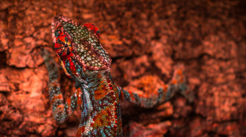 Een kameleon met jouw kleuren